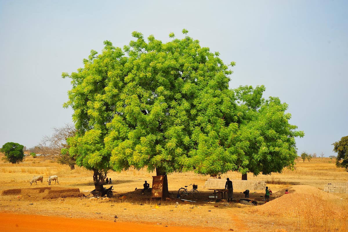 Donate to Our Projects